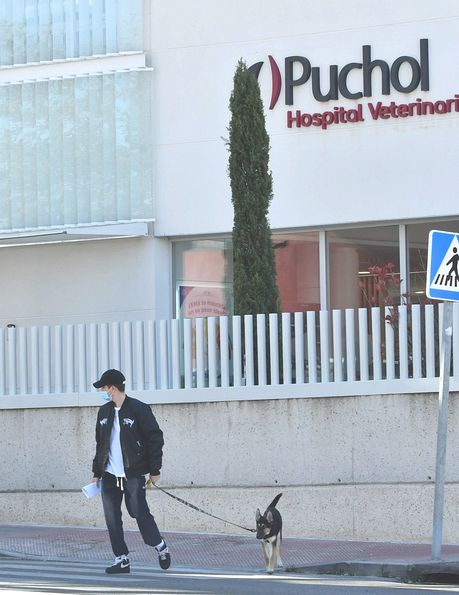 Miguel Bernardeau lleva a la perra de su novia al veterinario